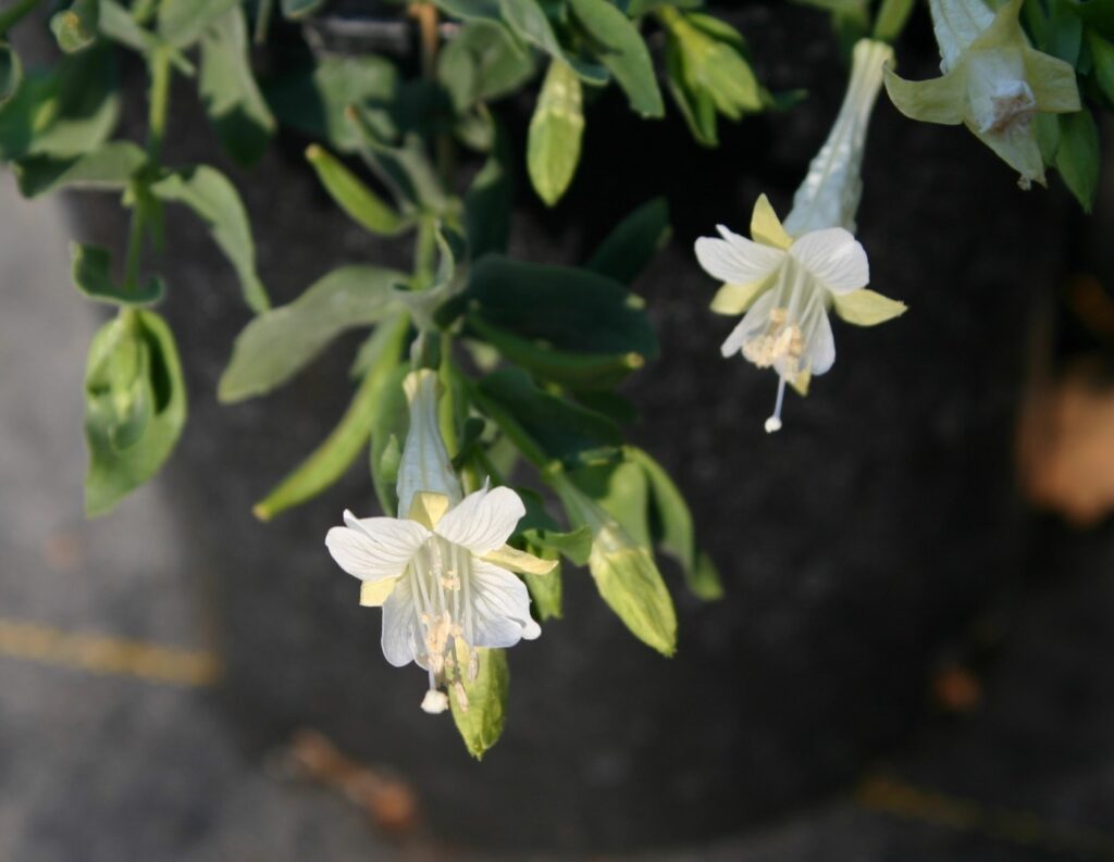 Epilobium canum 'Summer Snow' - California fuchsia
