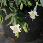 Epilobium canum 'Summer Snow' - California fuchsia