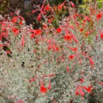 Epilobium canum 'Carman's Grey' - California fuchsia
