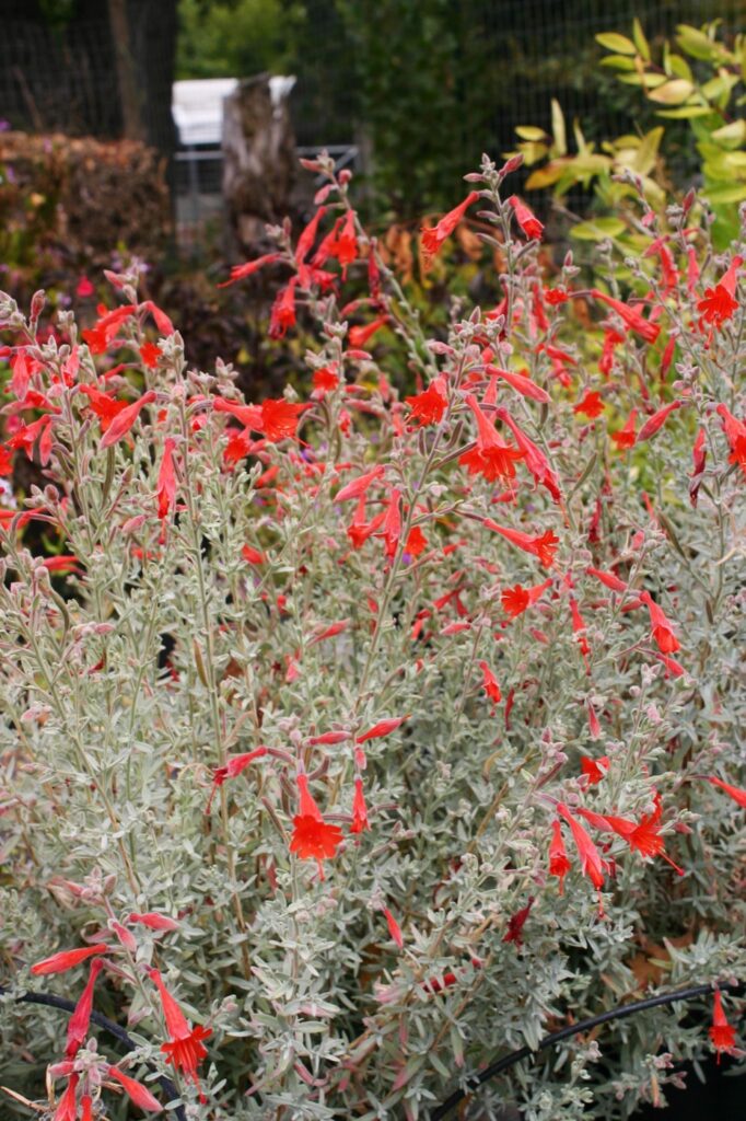 Epilobium canum 'Carman's Grey' - California fuchsia