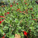 Epilobium canum 'Everett's Choice' - California fuchsia