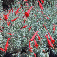 Epilobium ‘Roger’s U.C. Hybrid’