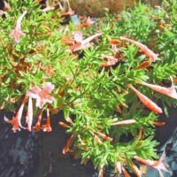Epilobium canum ‘Solidarity Pink’