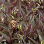 Epipactis gigantea 'Serpentine Night' - stream orchid