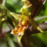 Epipactis gigantea 'Serpentine Night' - stream orchid