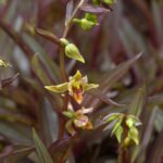 Epipactis gigantea 'Serpentine Night' - stream orchid