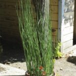 Equisetum hyemale v. robustum - horsetail