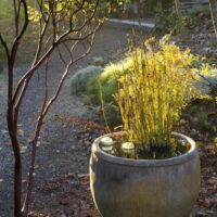 Equisetum hyemale v. robustum