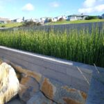 Equisetum hyemale v. robustum - horsetail