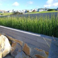 Equisetum hyemale v. robustum - horsetail