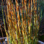 Equisetum hyemale v. robustum - horsetail