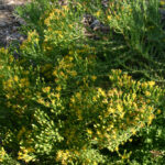 Ericameria ericoides - mock heather