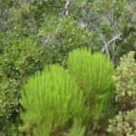 Ericameria arborescens - goldenfleece