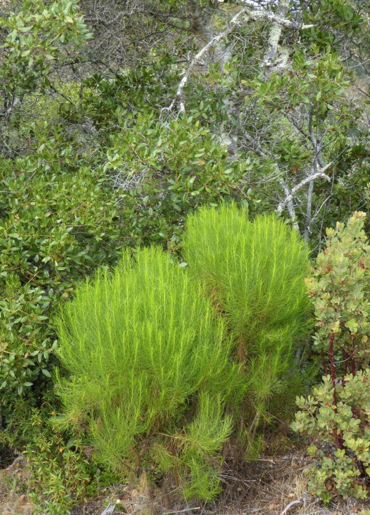 Ericameria arborescens - goldenfleece