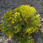 Ericameria arborescens - goldenfleece