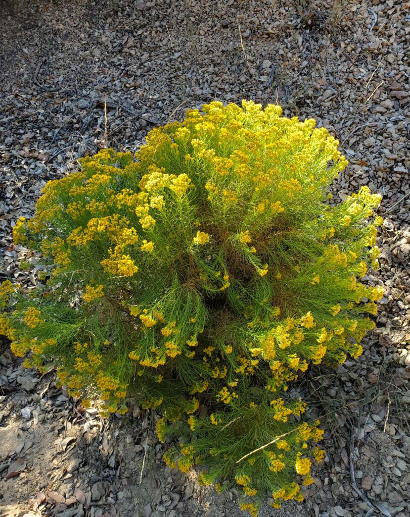 Ericameria arborescens - goldenfleece