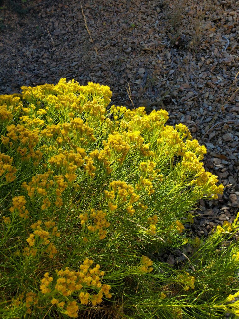 Ericameria arborescens - goldenfleece