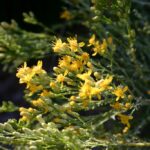 Ericameria ericoides - mock heather