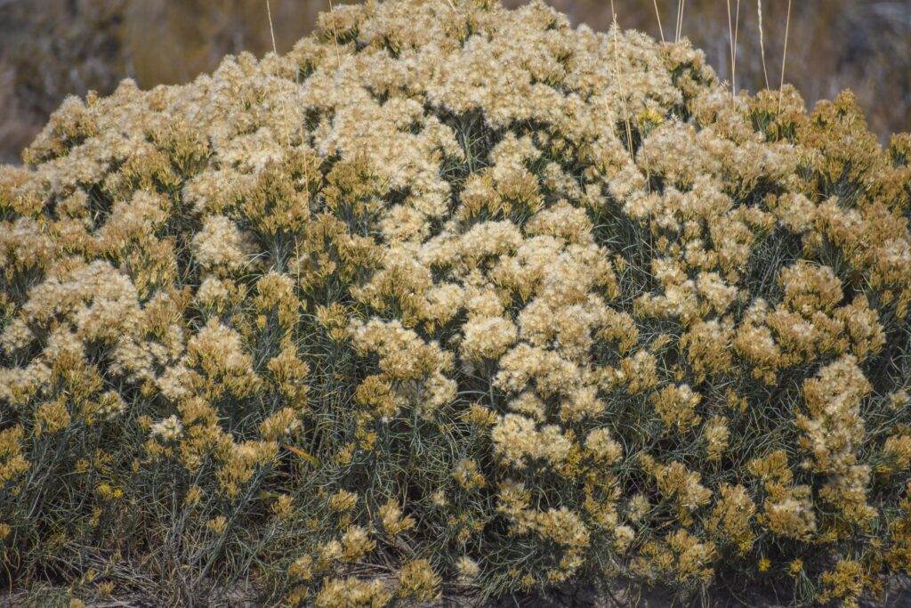 Ericameria nauseosa - showy rabbitbrush
