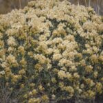 Ericameria nauseosa - showy rabbitbrush