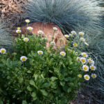 Erigeron glaucus 'White Lights' - white seaside daisy
