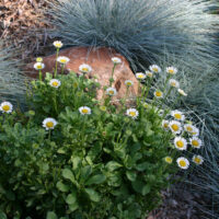 Erigeron glaucus ‘White Lights’