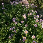 Erigeron glaucus 'Bountiful' - seaside daisy