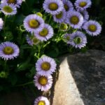 Erigeron glaucus 'Bountiful' - seaside daisy
