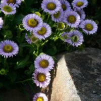Erigeron glaucus ‘Bountiful’
