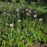 Erigeron glacialis - subalpine fleabane