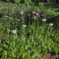 Erigeron glacialis