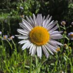 Erigeron glacialis - subalpine fleabane