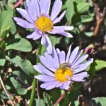 Erigeron glacialis - subalpine fleabane
