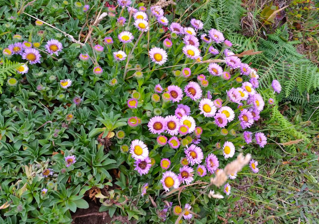 Erigeron glaucus - seaside daisy