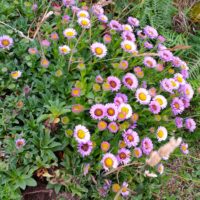 Erigeron glaucus