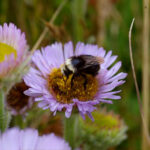 Erigeron glaucus - seaside daisy