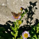 Erigeron glaucus 'Bountiful' - seaside daisy