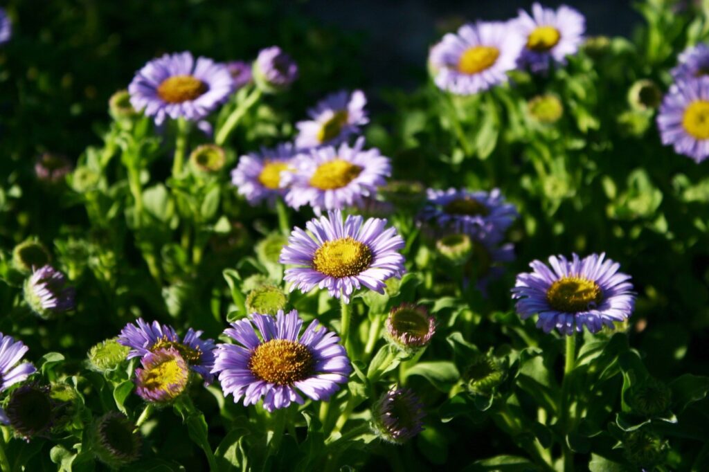 Erigeron glaucus 'Cal Flora' - seaside daisy