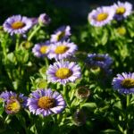 Erigeron glaucus 'Cal Flora' - seaside daisy