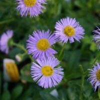 Erigeron ‘Olga’
