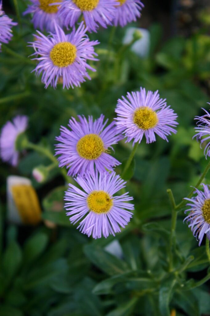 Erigeron 'Olga' -