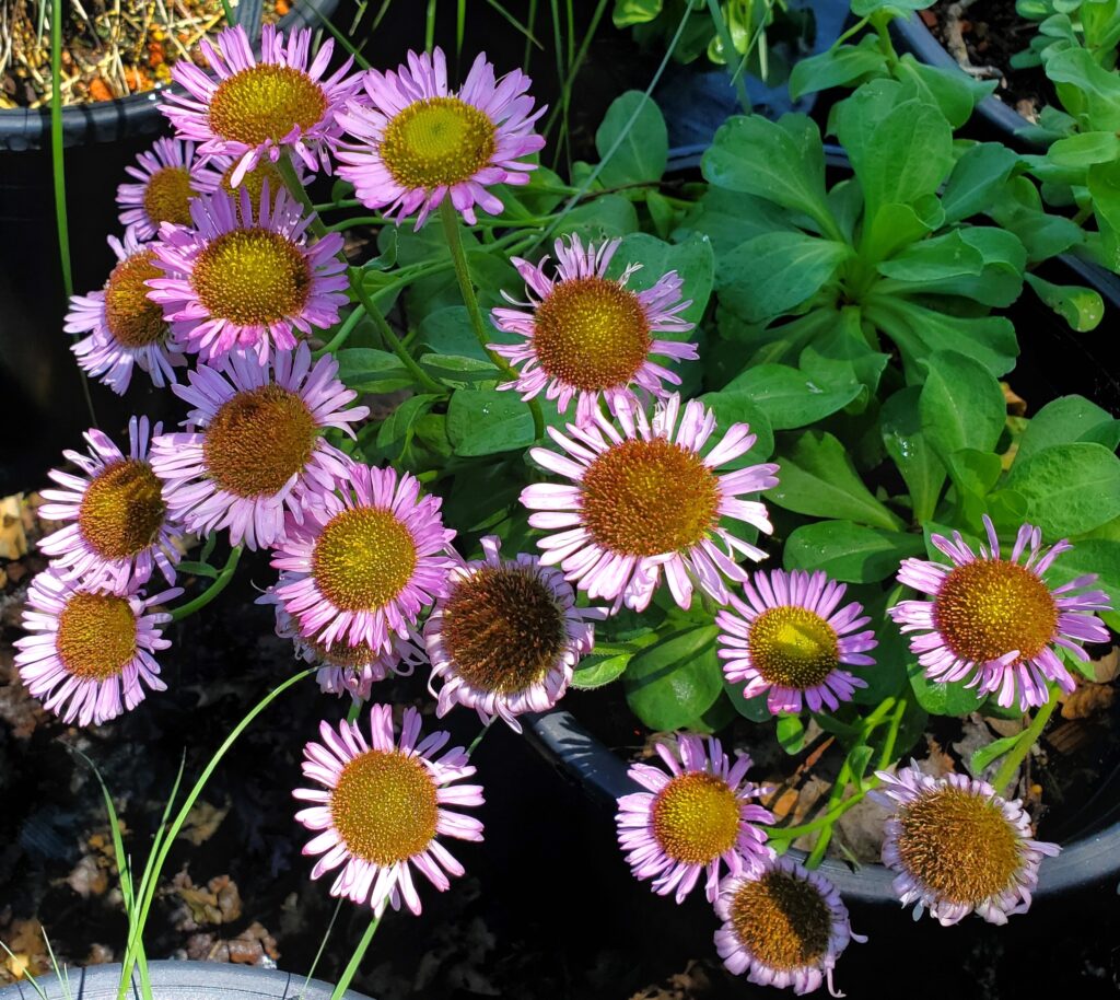 Erigeron glaucus 'Ron's Pink' - seaside daisy