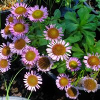 Erigeron glaucus ‘Ron’s Pink’