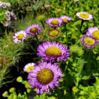 Erigeron glaucus ‘Wayne Roderick’