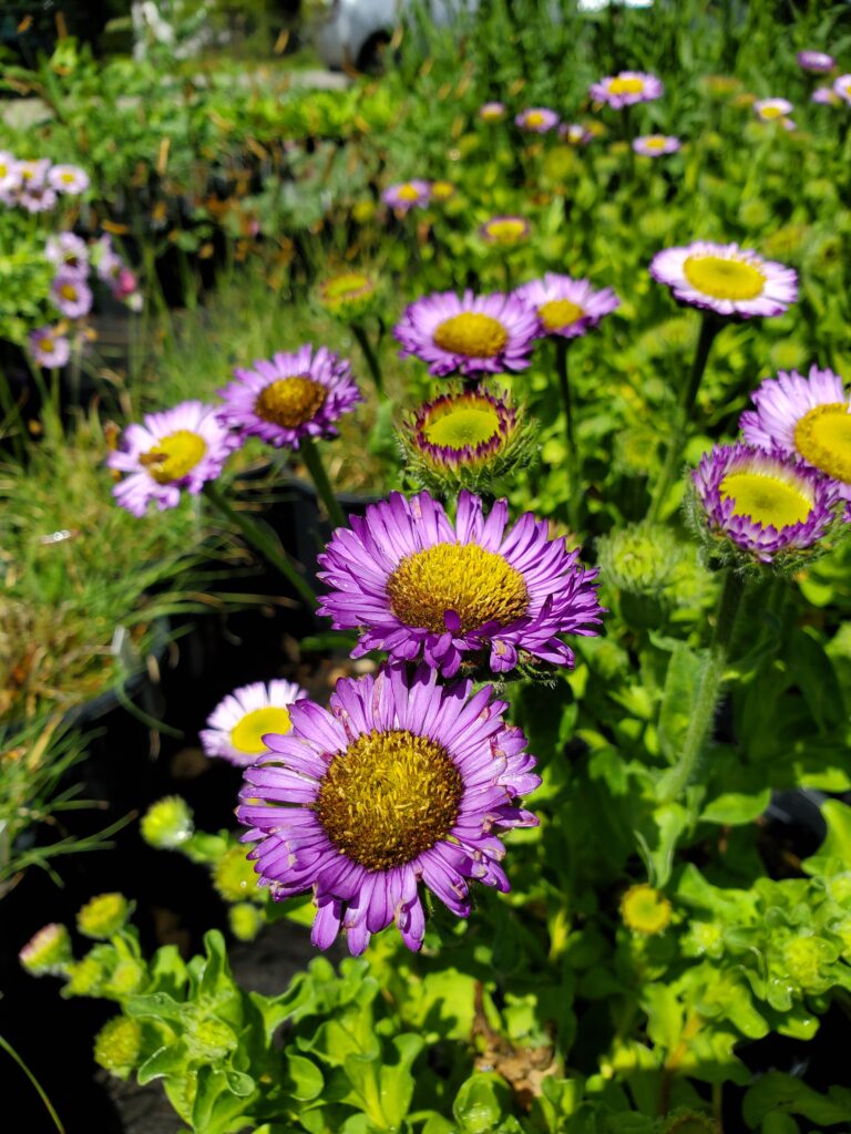 Erigeron glaucus 'Wayne Roderick' - seaside daisy