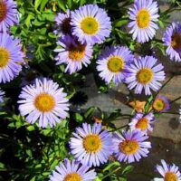 Erigeron ‘W.R.’