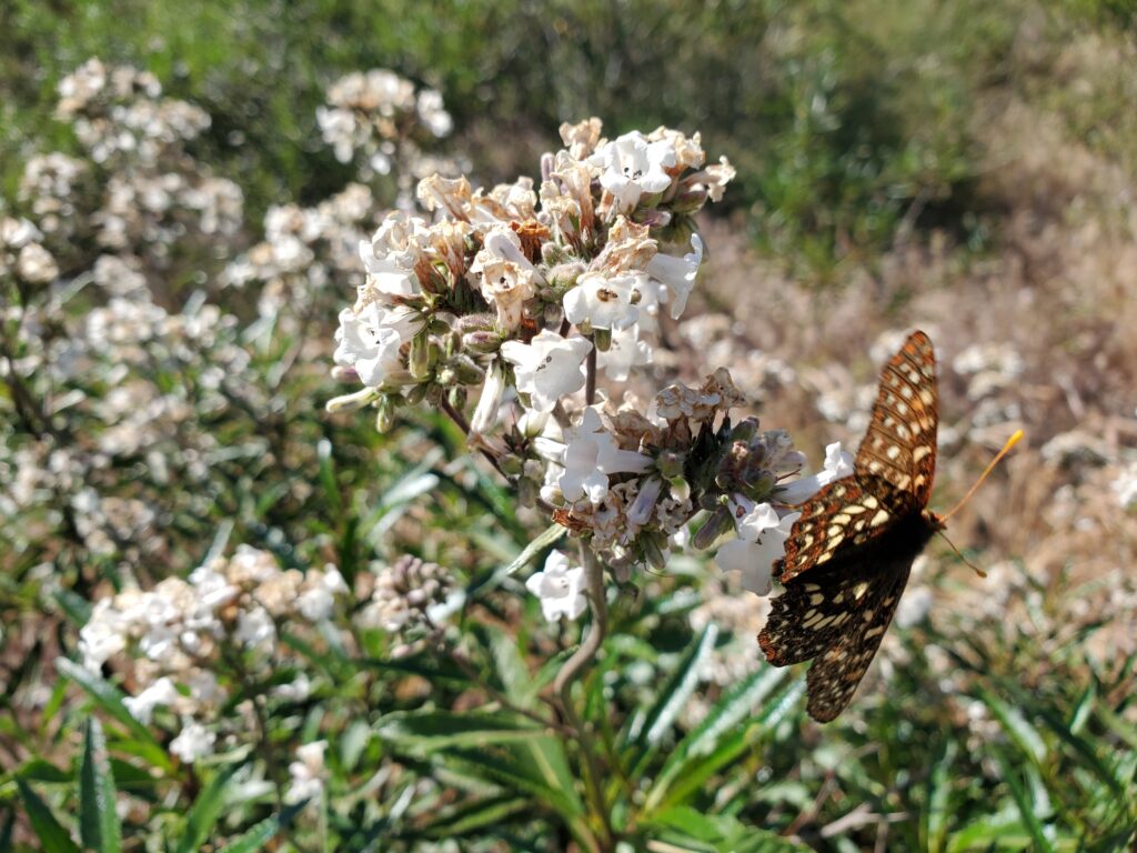Eriodictyon californicum - yerba santa