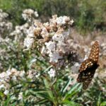 Eriodictyon californicum - yerba santa