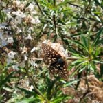 Eriodictyon californicum - yerba santa