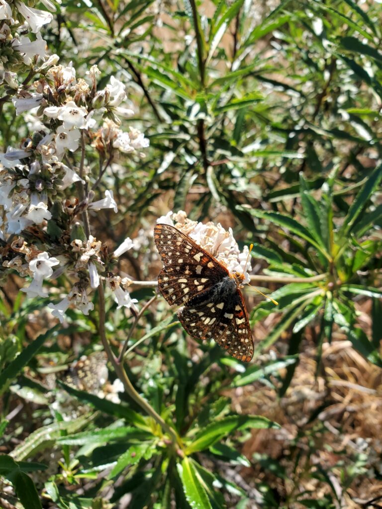 Eriodictyon californicum - yerba santa
